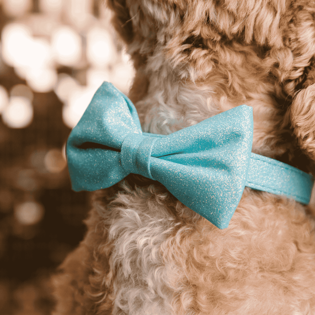 Dawson Bow Tie Dog Collar