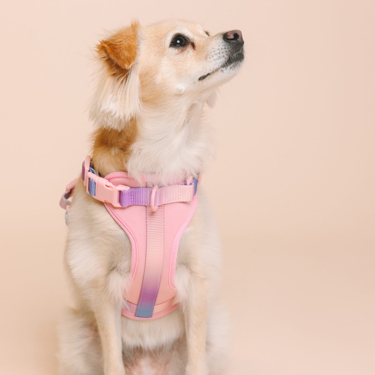 Diem Dog Harness | Pink Papyrus