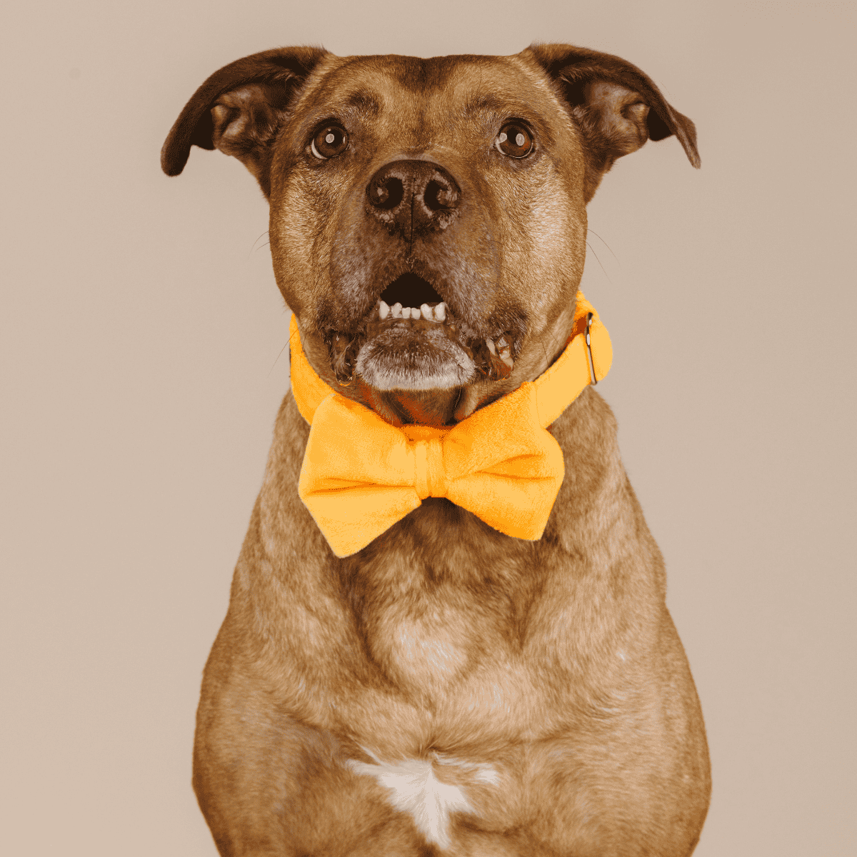 Ezra Bow Tie Dog Collar