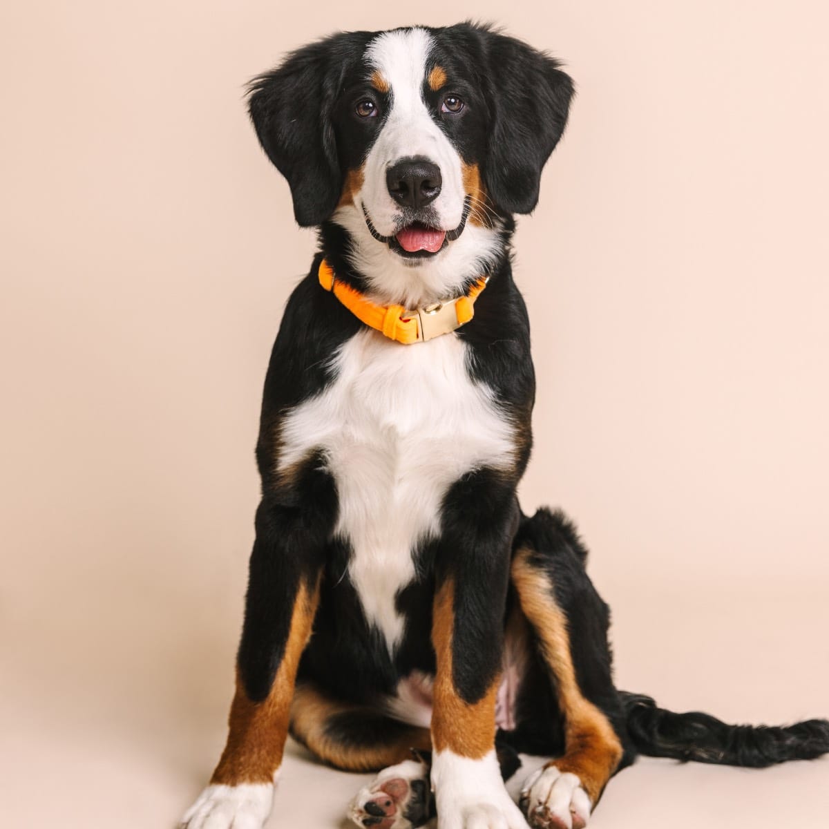 Ezra Dog Collar | Pink Papyrus