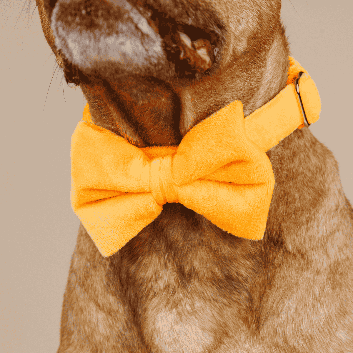 Ezra Bow Tie Dog Collar | Pink Papyrus