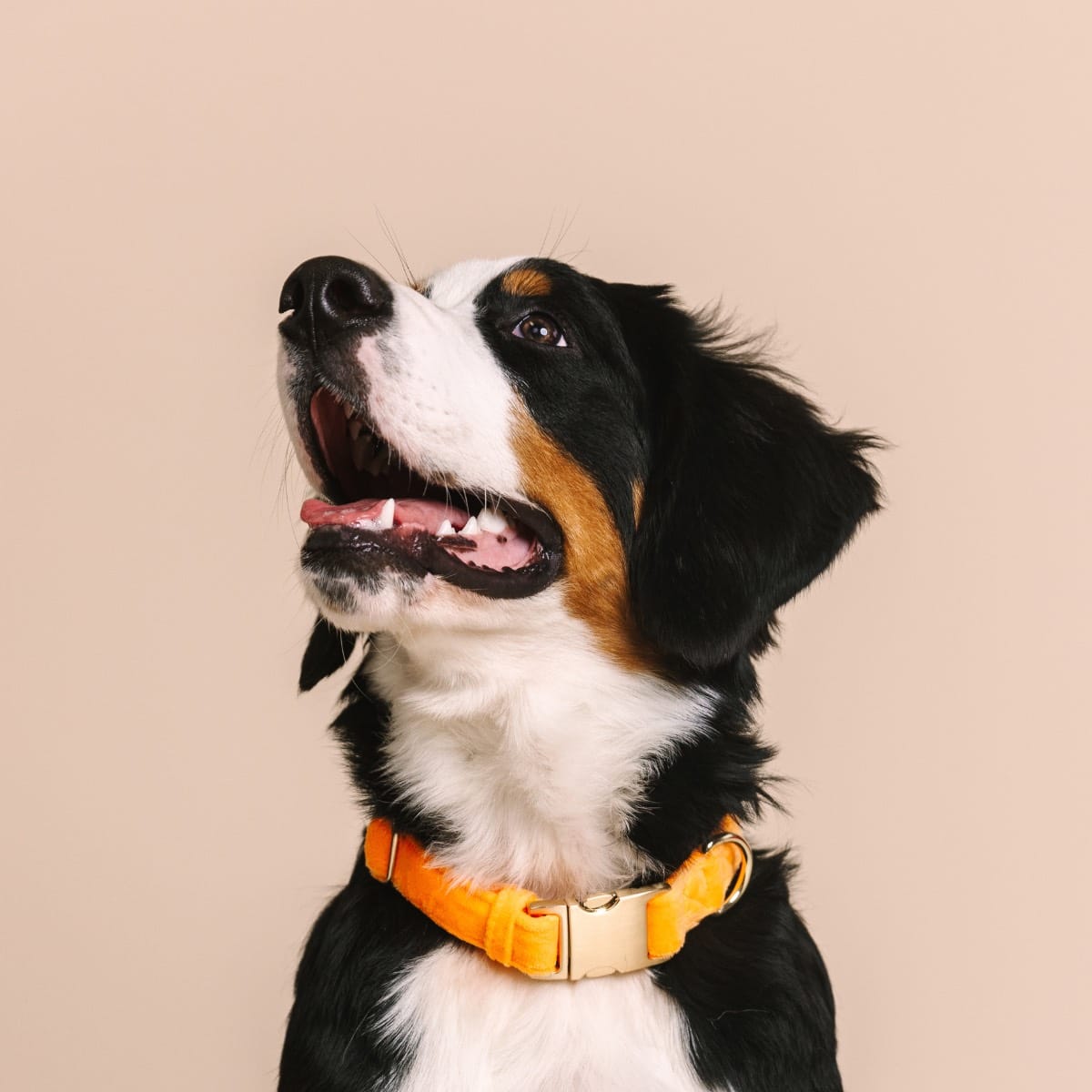 Ezra Dog Collar | Pink Papyrus