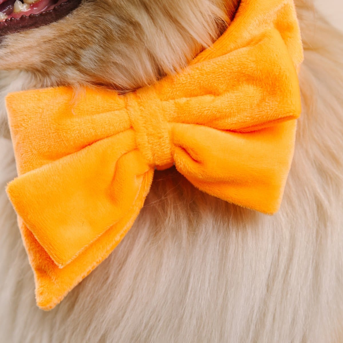 Ezra Babe Bow Dog Collar | Pink Papyrus