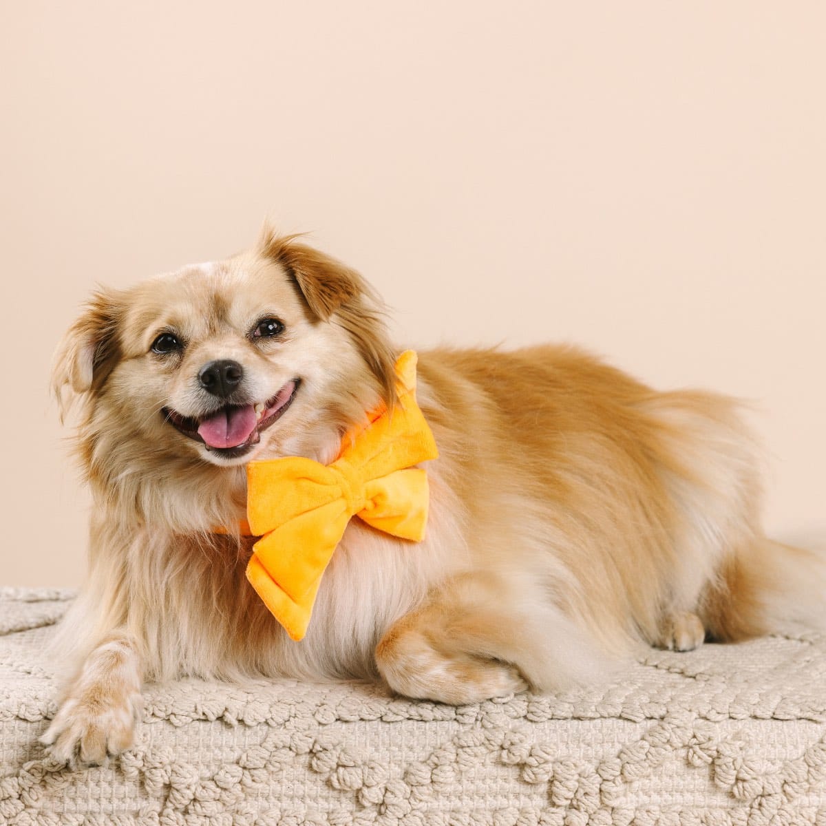 Ezra Dog Babe Bow | Pink Papyrus