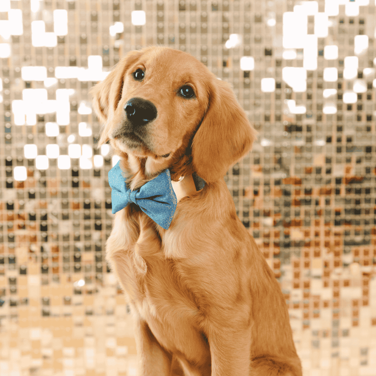 Jolie Bow Tie Dog Collar