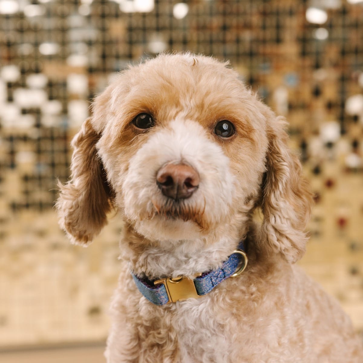 Jolie Dog Collar | Pink Papyrus