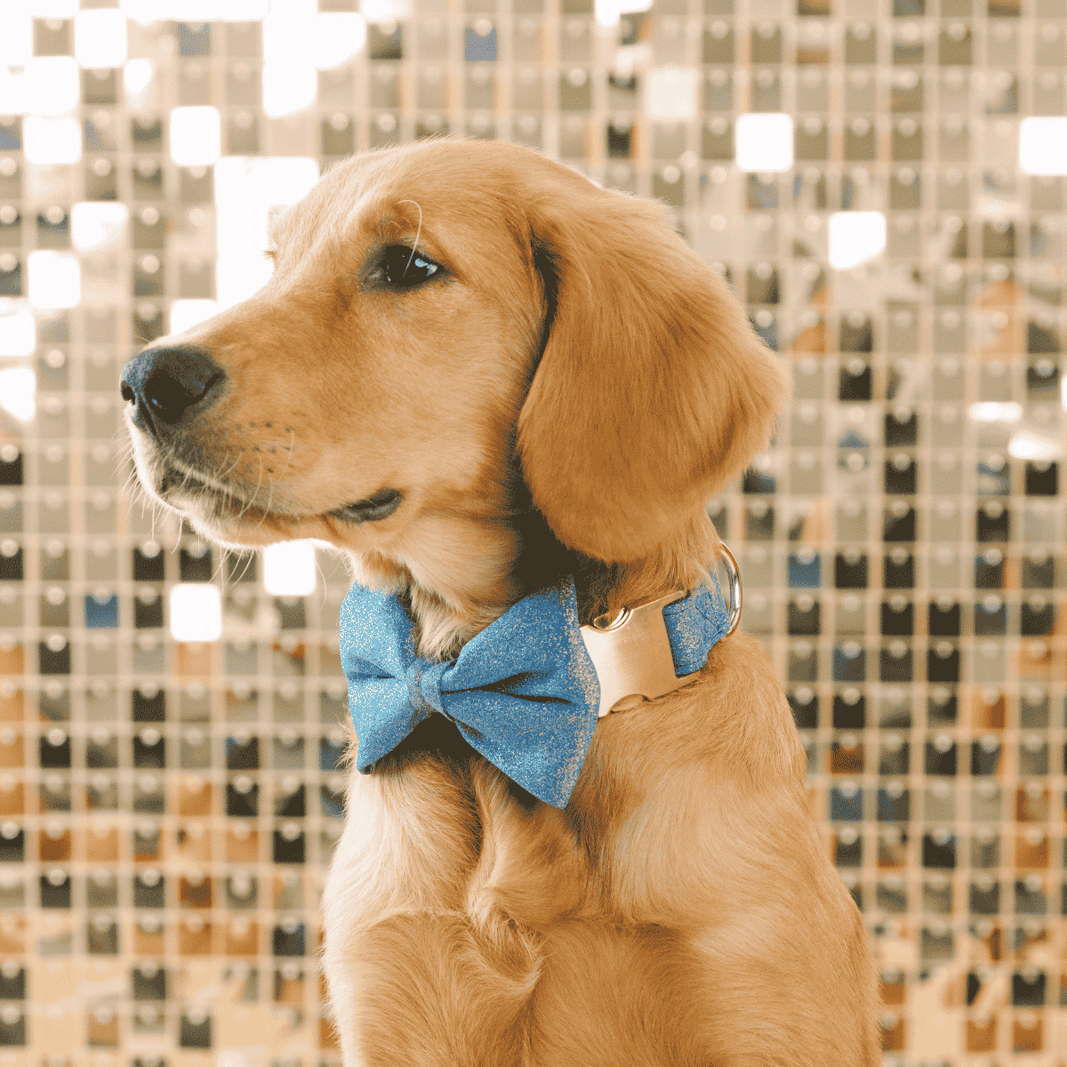 Jolie Bow Tie Dog Collar