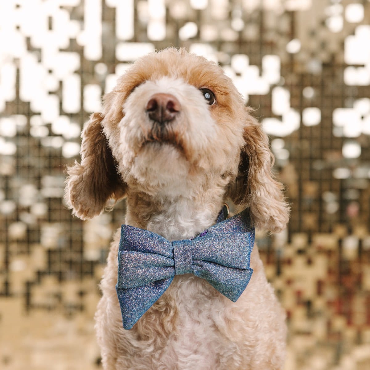 Jolie Dog Babe Bow | Pink Papyrus