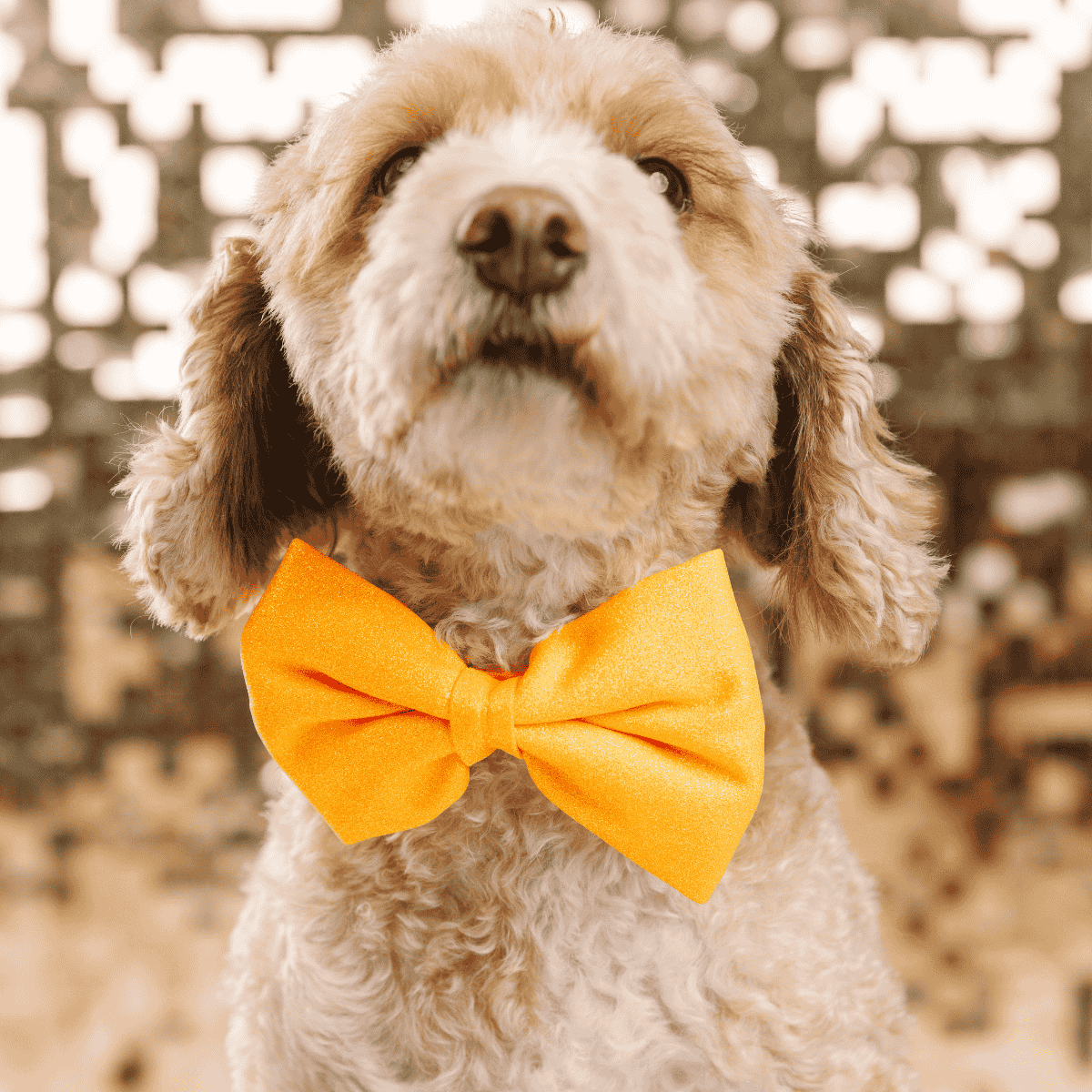 Keaton Bow Tie Dog Collar | Pink Papyrus