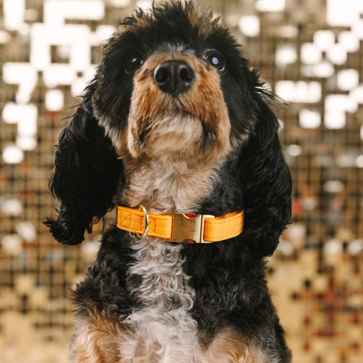 Keaton Dog Collar | Pink Papyrus