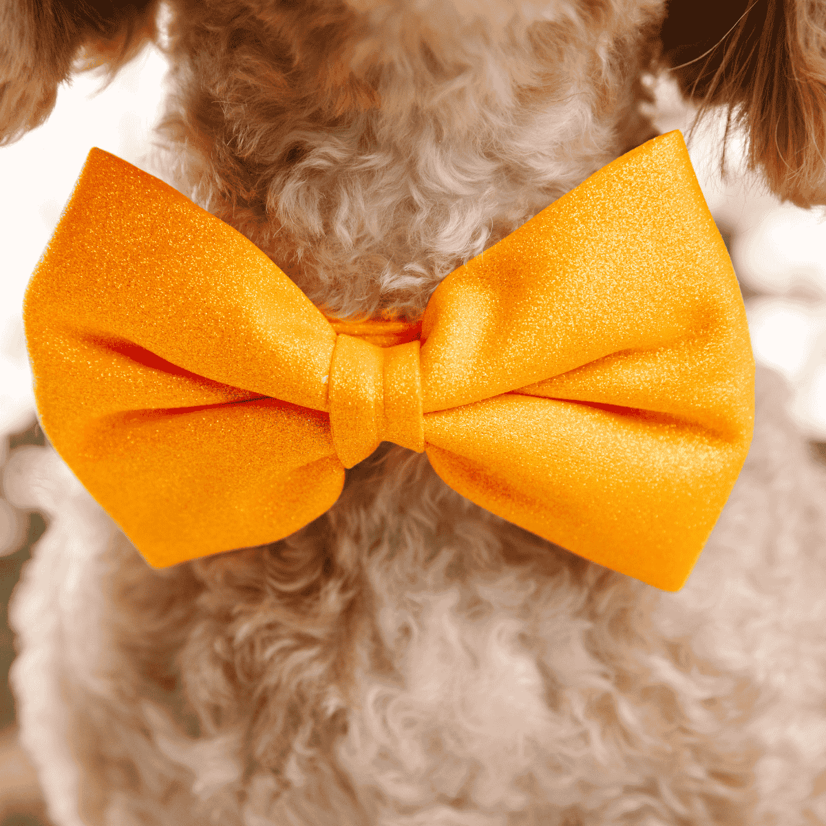 Keaton Bow Tie Dog Collar | Pink Papyrus