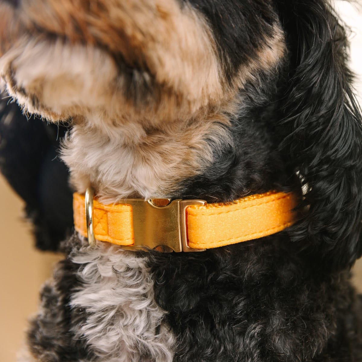 Keaton Dog Collar | Pink Papyrus