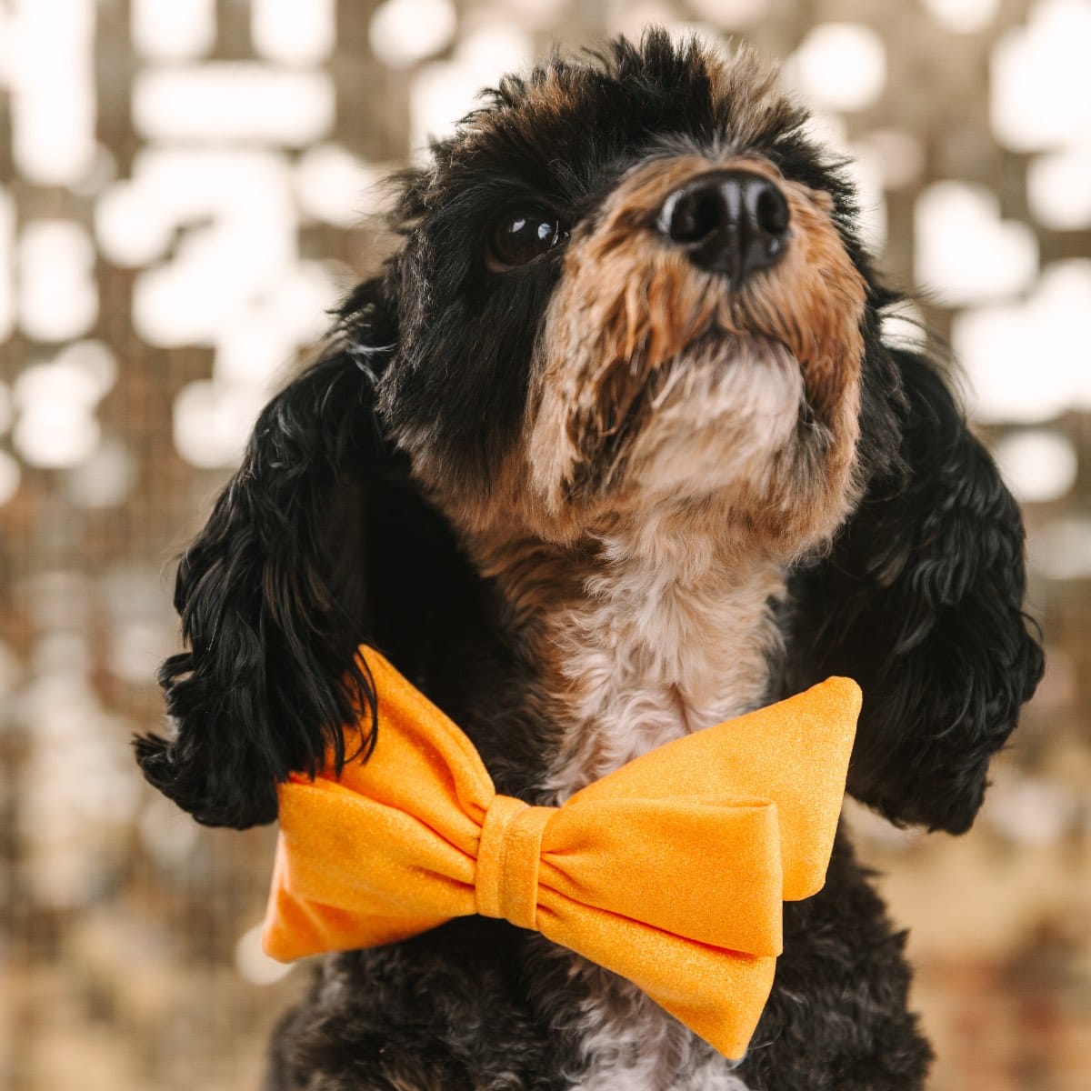 Keaton Dog Babe Bow | Pink Papyrus