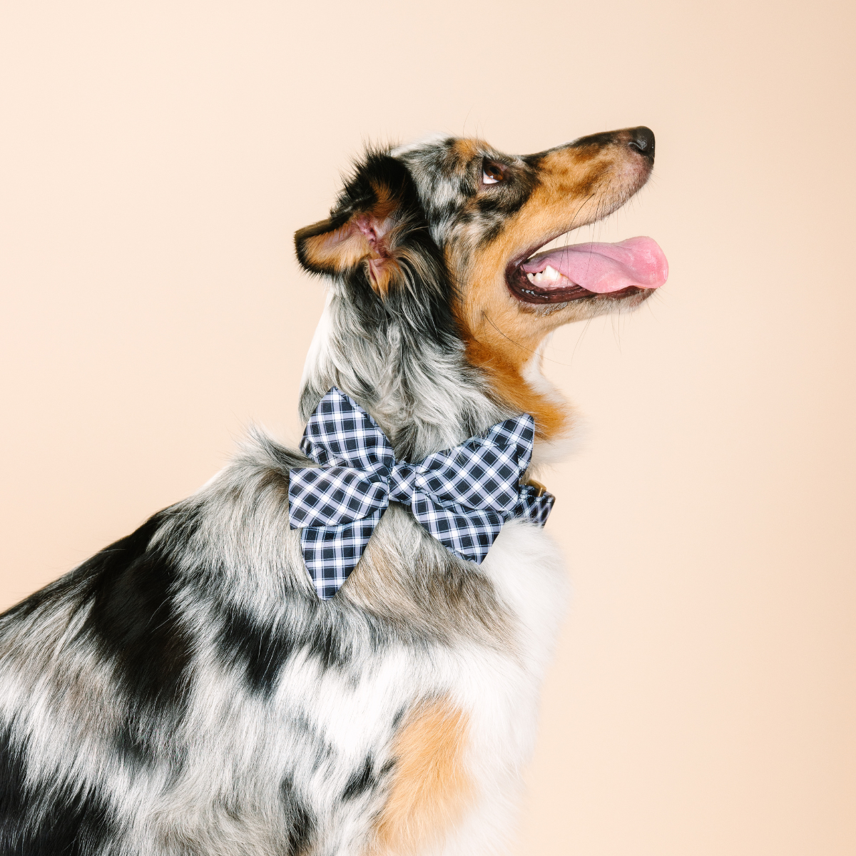 Leighton Dog Babe Bow