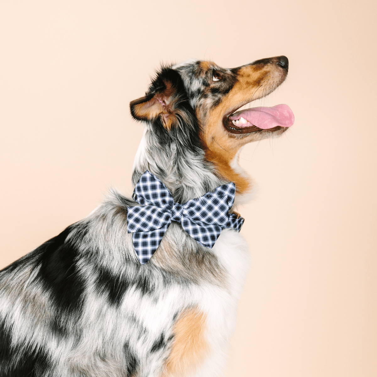 Leighton Dog Babe Bow | Pink Papyrus