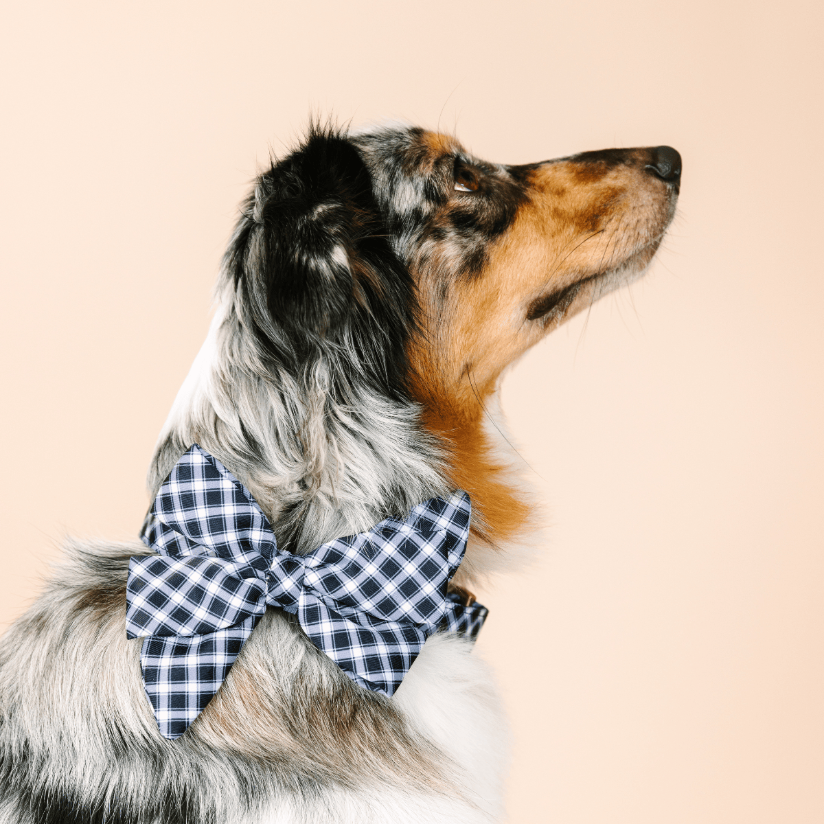 Leighton Dog Babe Bow | Pink Papyrus