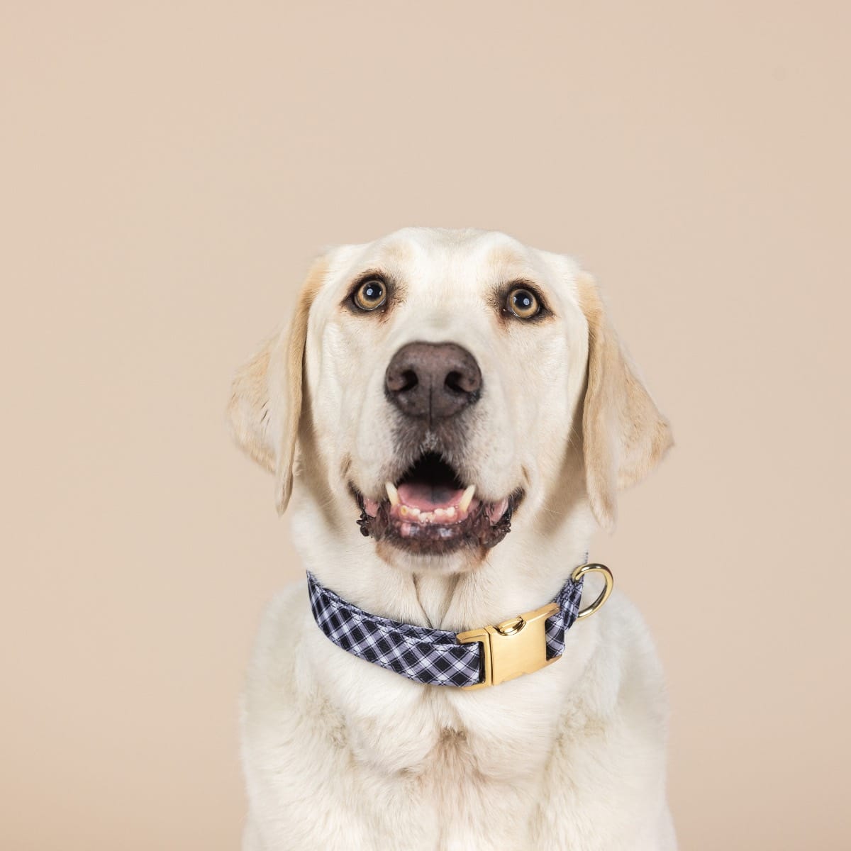 Leighton Dog Collar | Pink Papyrus