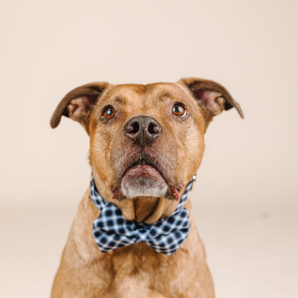 Leighton Bow Tie Dog Collar | Pink Papyrus