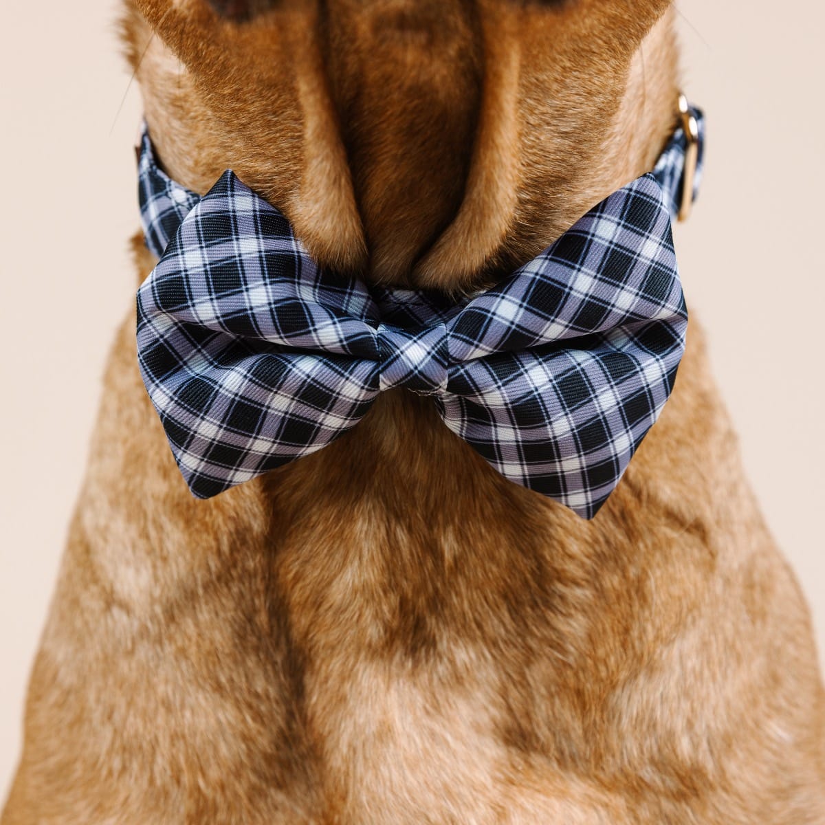Leighton Bow Tie Dog Collar | Pink Papyrus