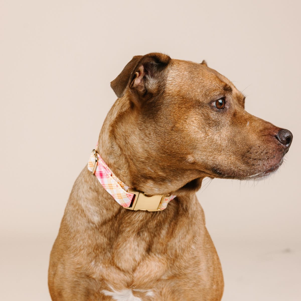 Lottie Dog Collar | Pink Papyrus