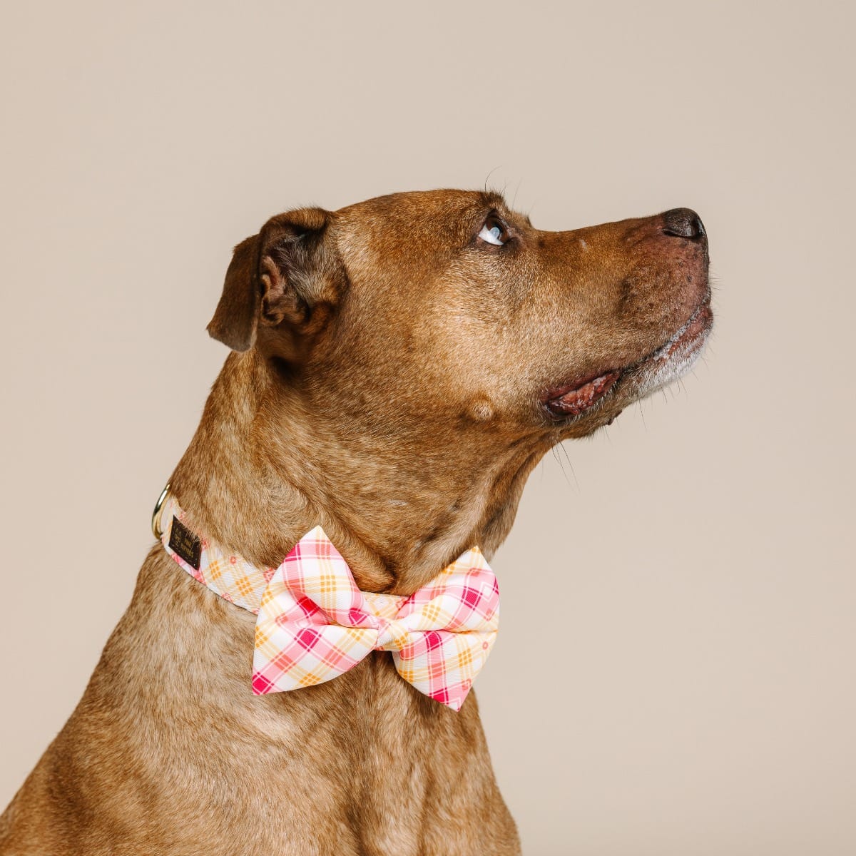 Lottie Bow Tie Dog Collar | Pink Papyrus