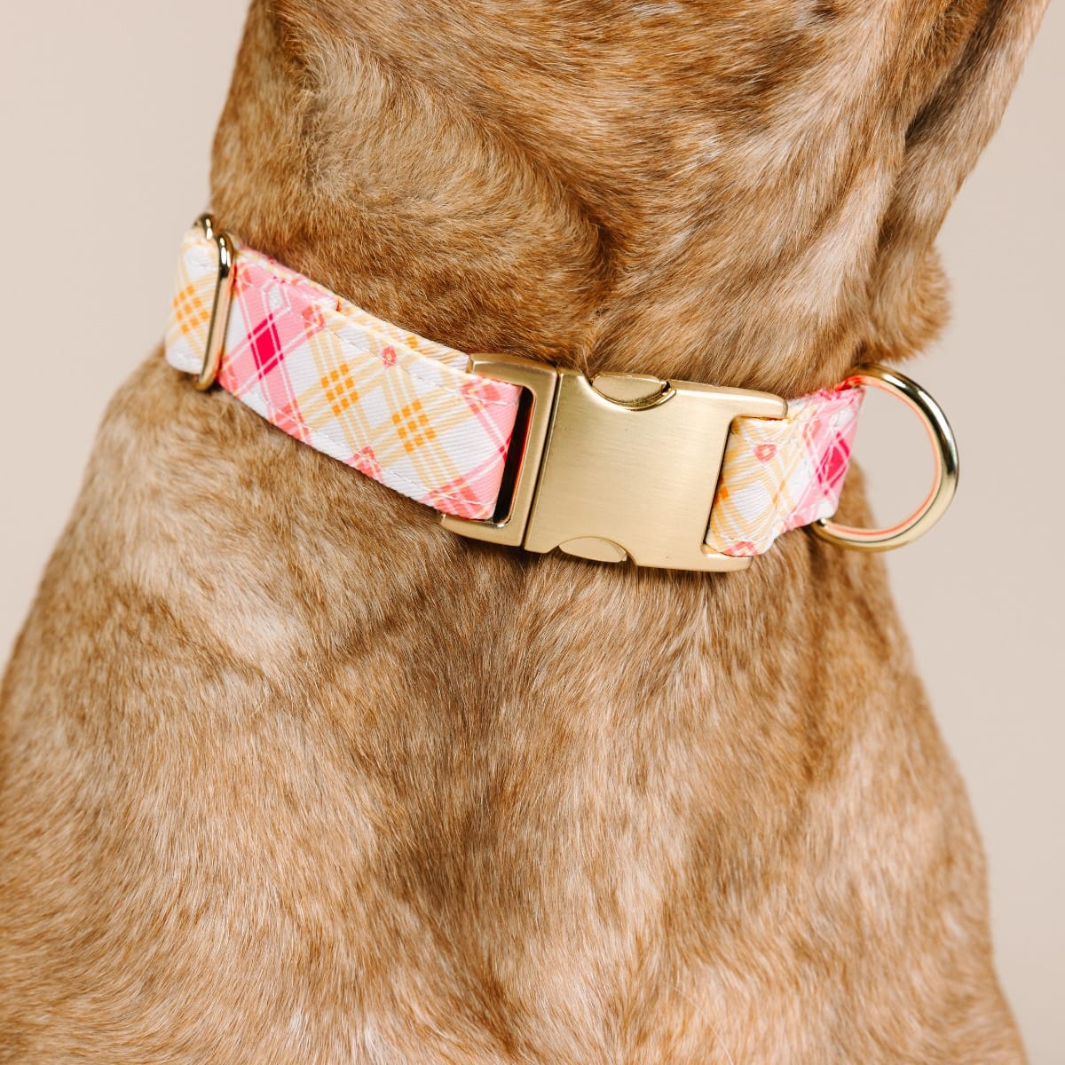 Lottie Dog Collar | Pink Papyrus
