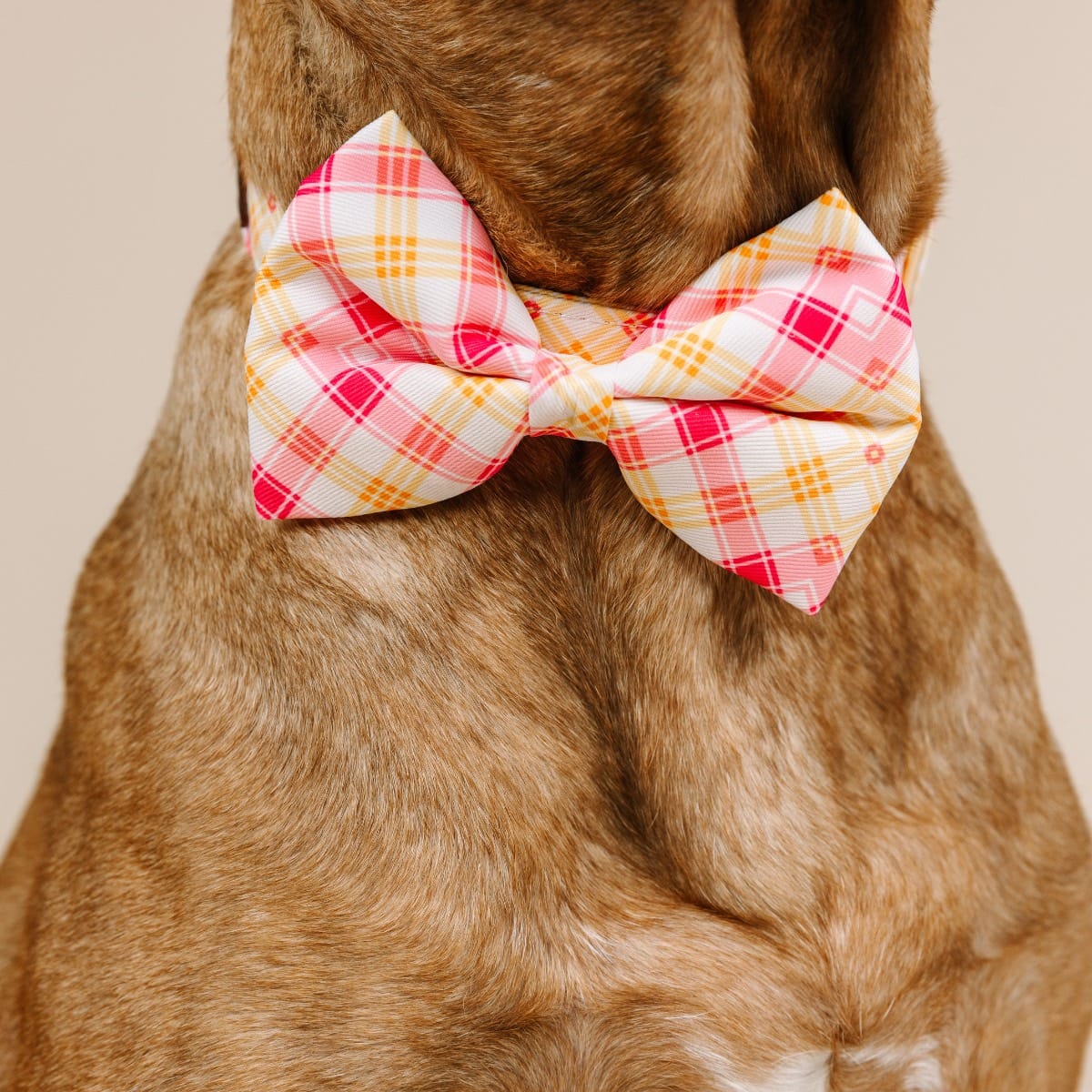 Lottie Bow Tie Dog Collar | Pink Papyrus