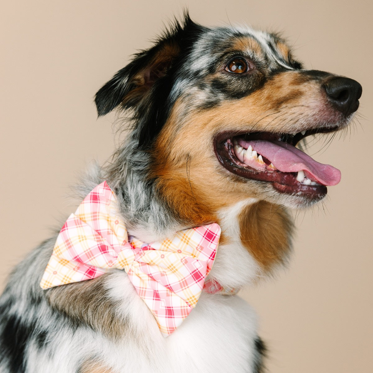 Lottie Babe Bow Dog Collar