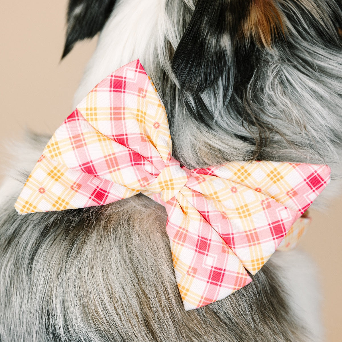 Lottie Babe Bow Dog Collar