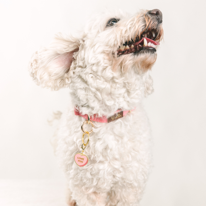 Love You Sweetheart Pet Charm