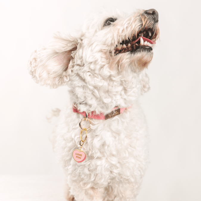 Love You Sweetheart Pet Charm | Pink Papyrus