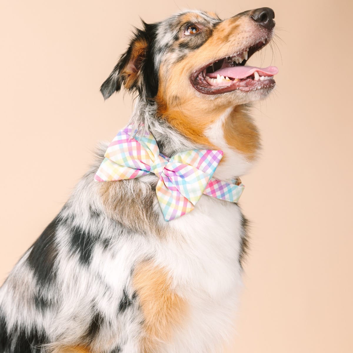 Minka Dog Babe Bow | Pink Papyrus