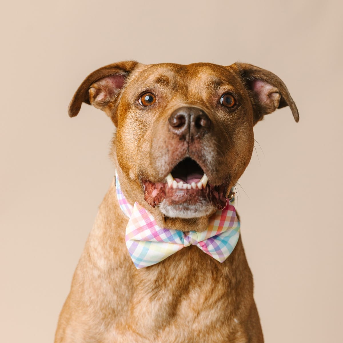 Minka Bow Tie Dog Collar | Pink Papyrus