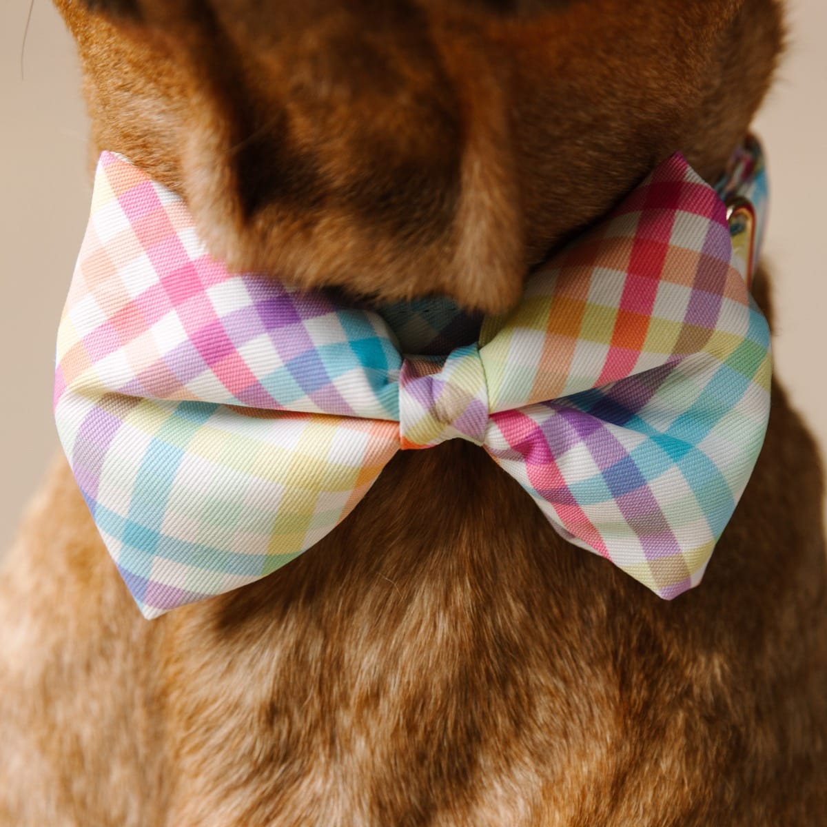 Minka Bow Tie Dog Collar | Pink Papyrus