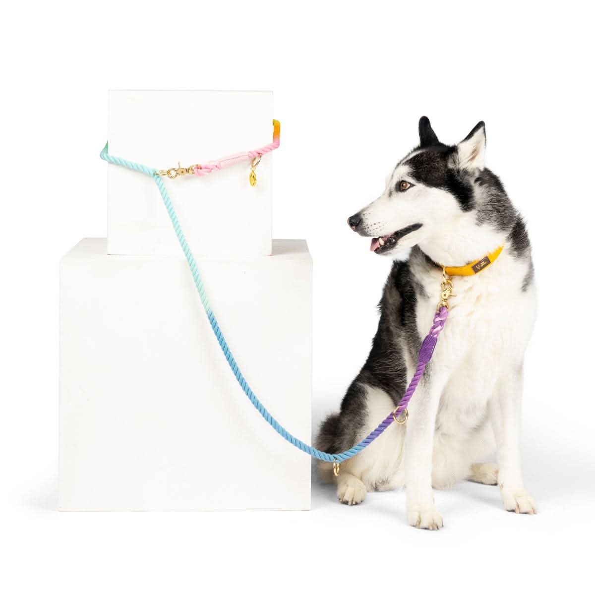 Nola Hands-Free Rope Dog Leash | Pink Papyrus