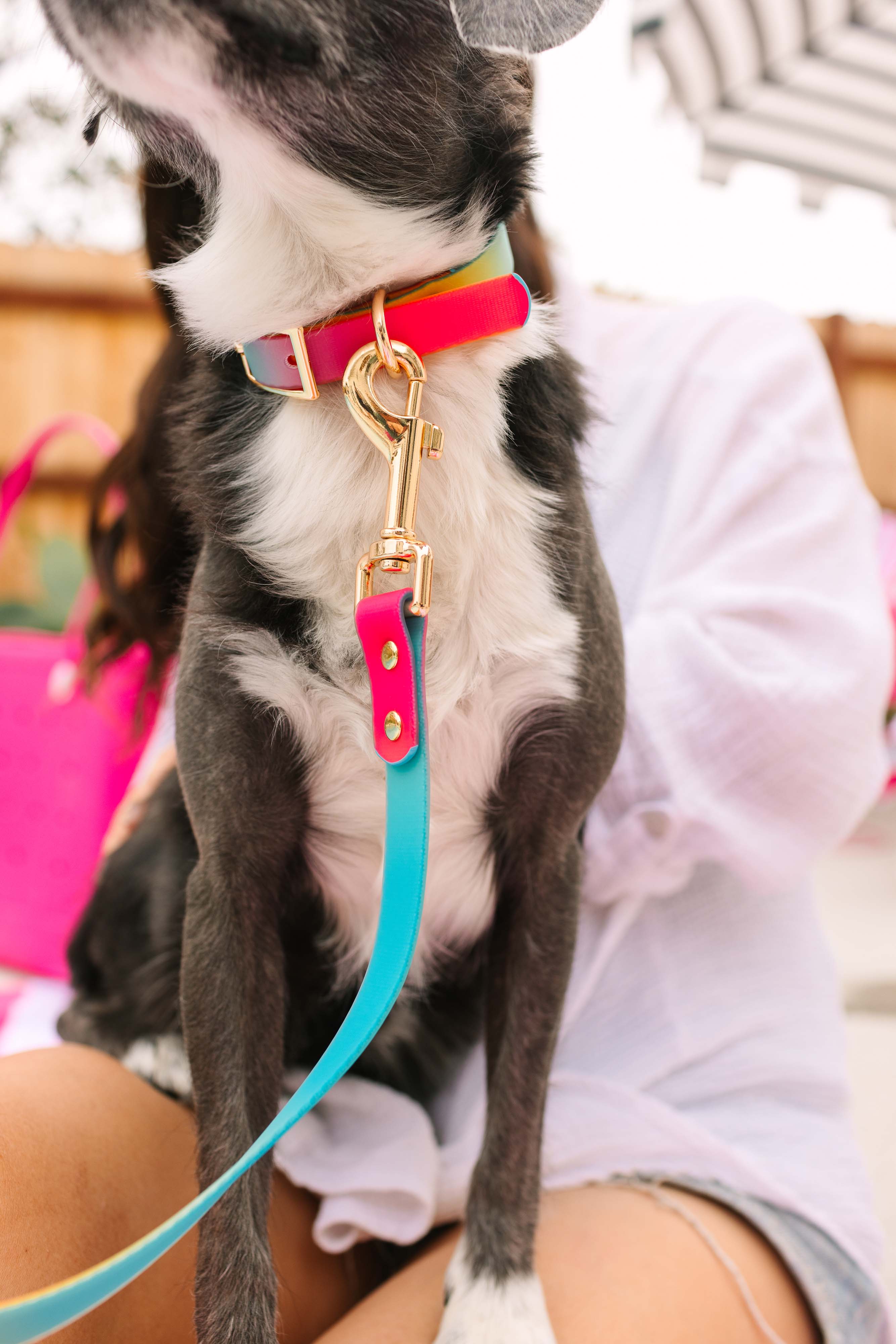 Pippa Dog Collar
