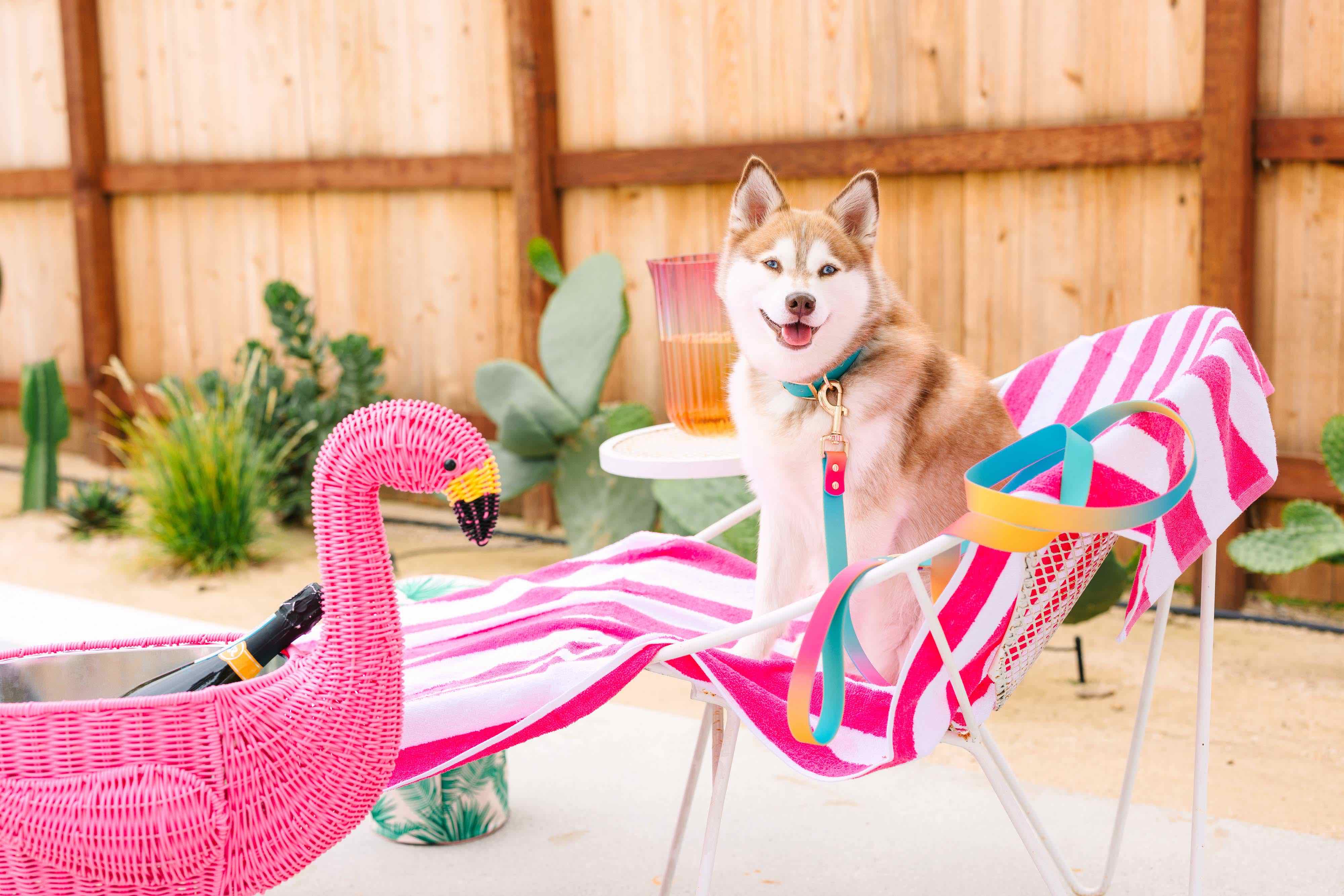 Pippa All Weather Dog Leash