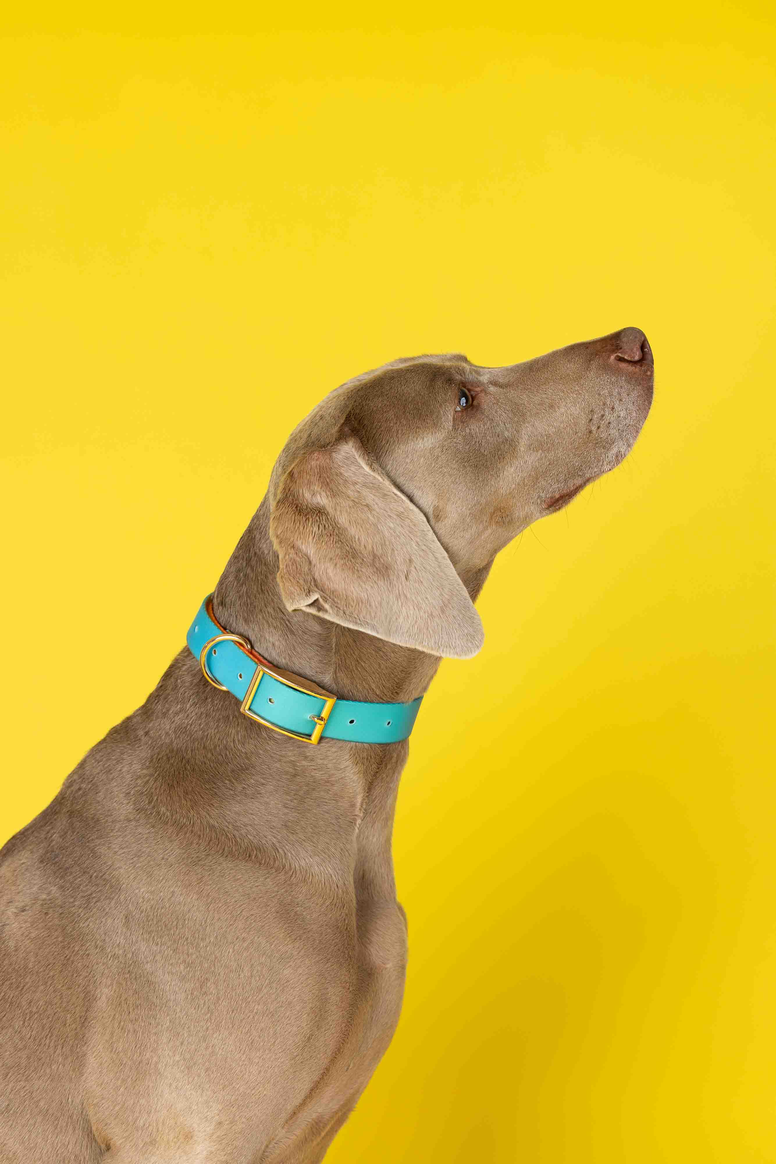 Pippa Dog Collar