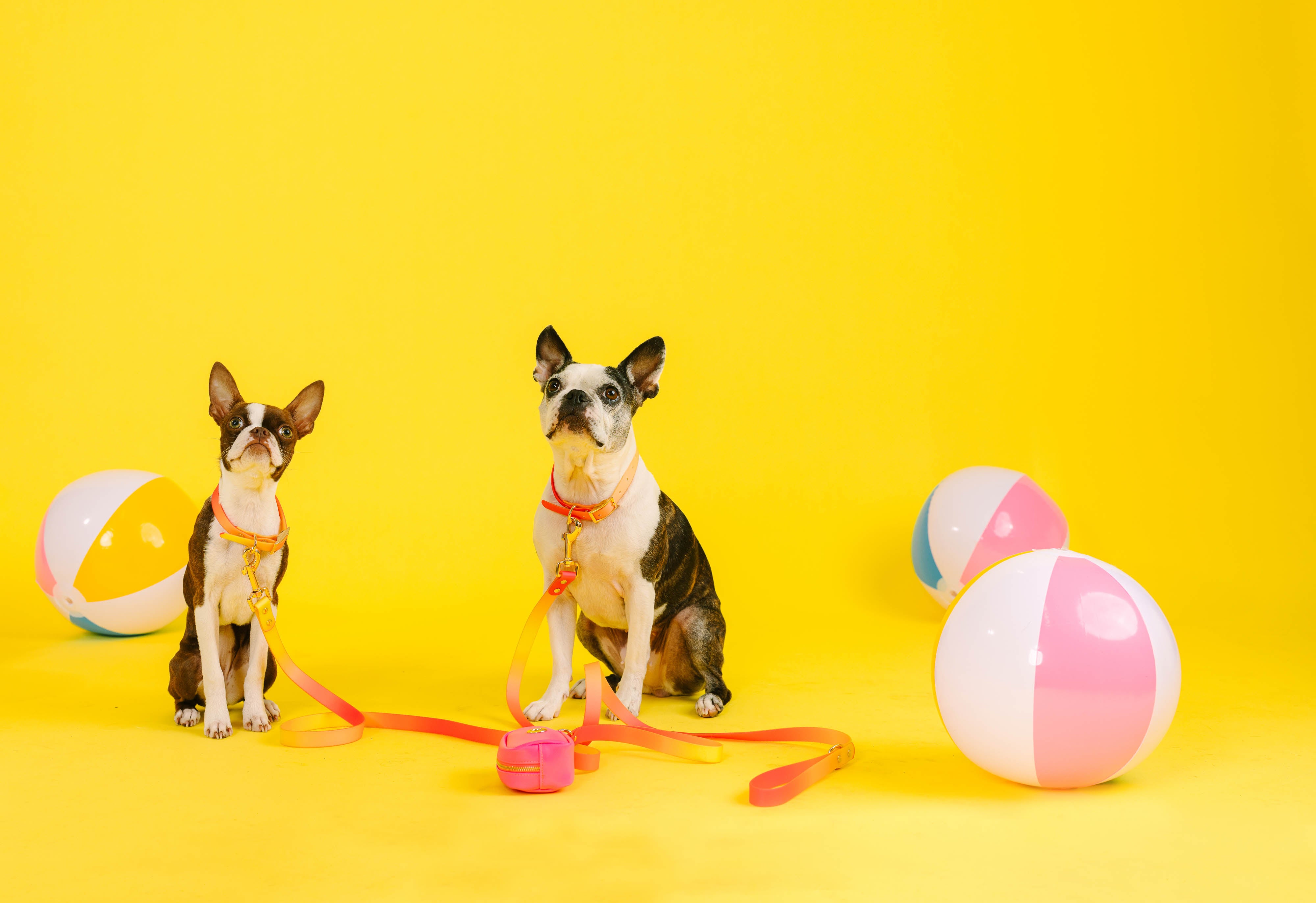 Katelin All Weather Dog Leash