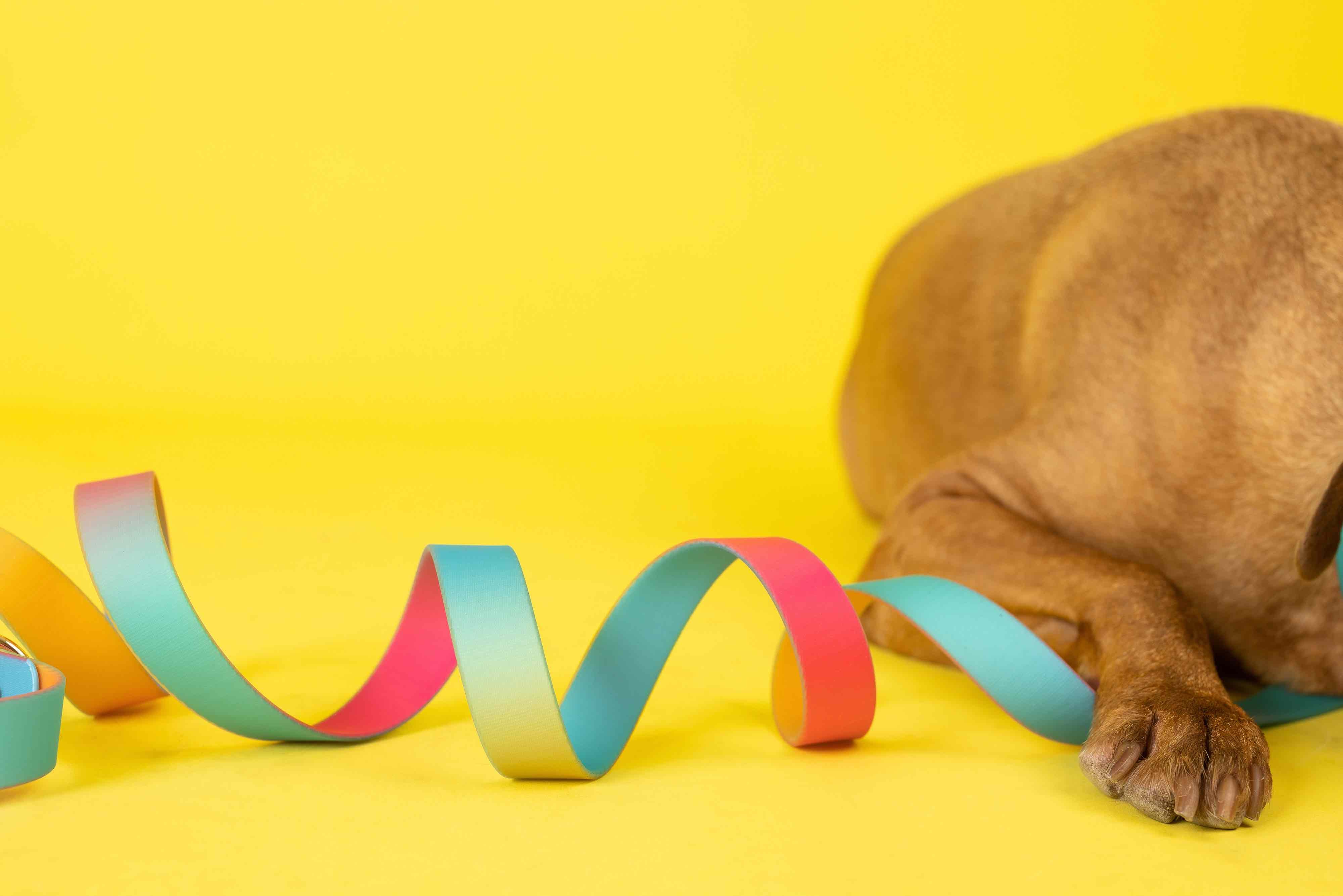 Pippa All Weather Dog Leash