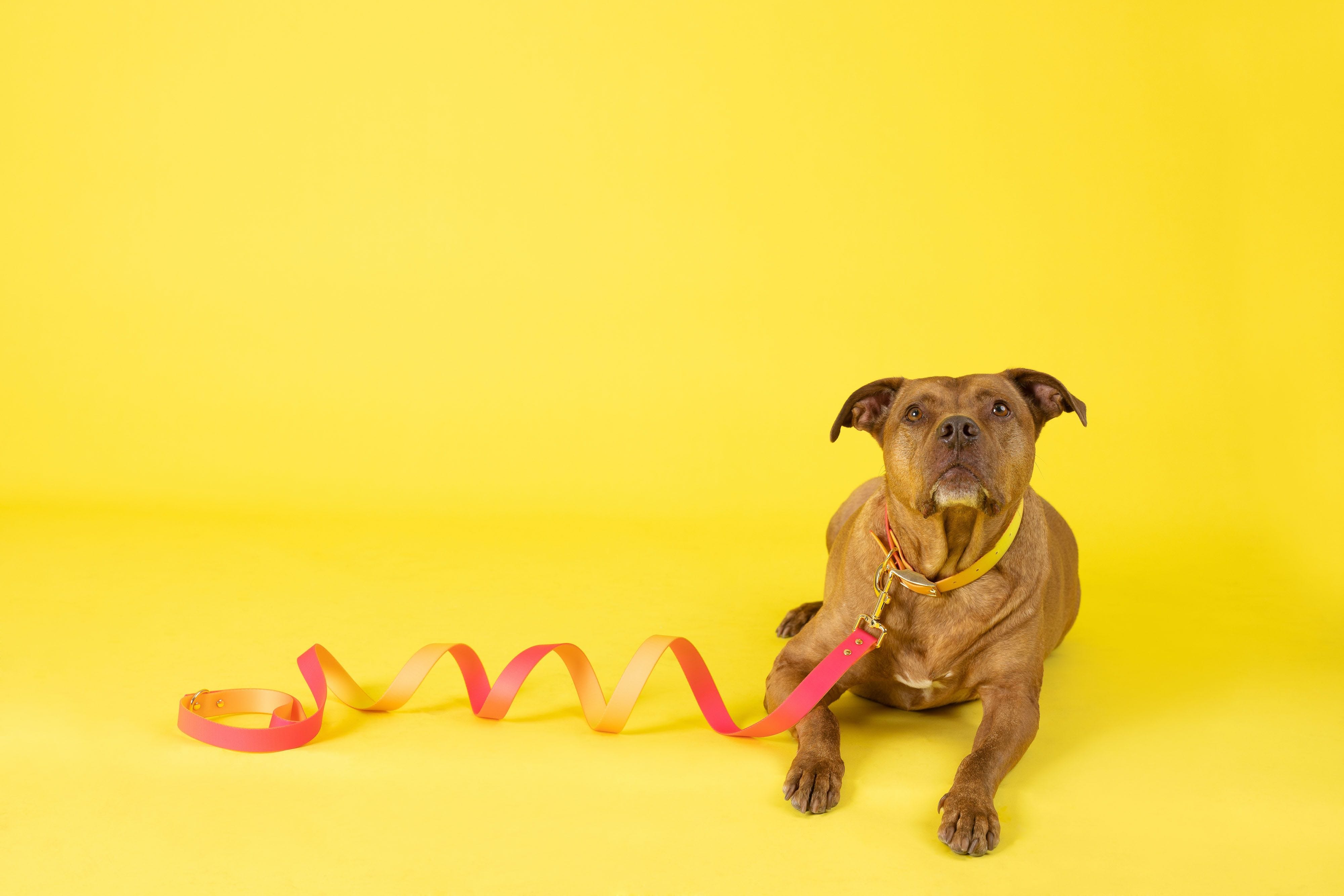 Katelin All Weather Dog Leash | Pink Papyrus