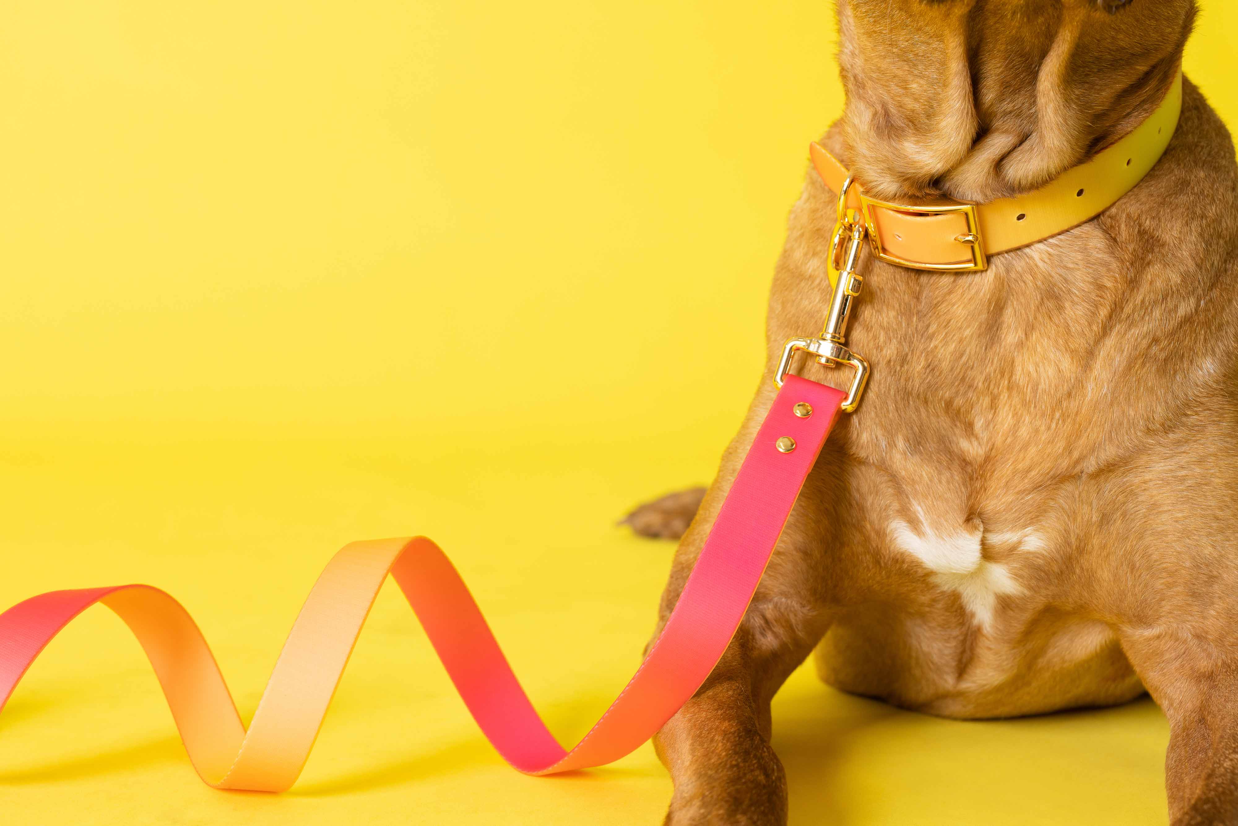 Katelin All Weather Dog Leash | Pink Papyrus
