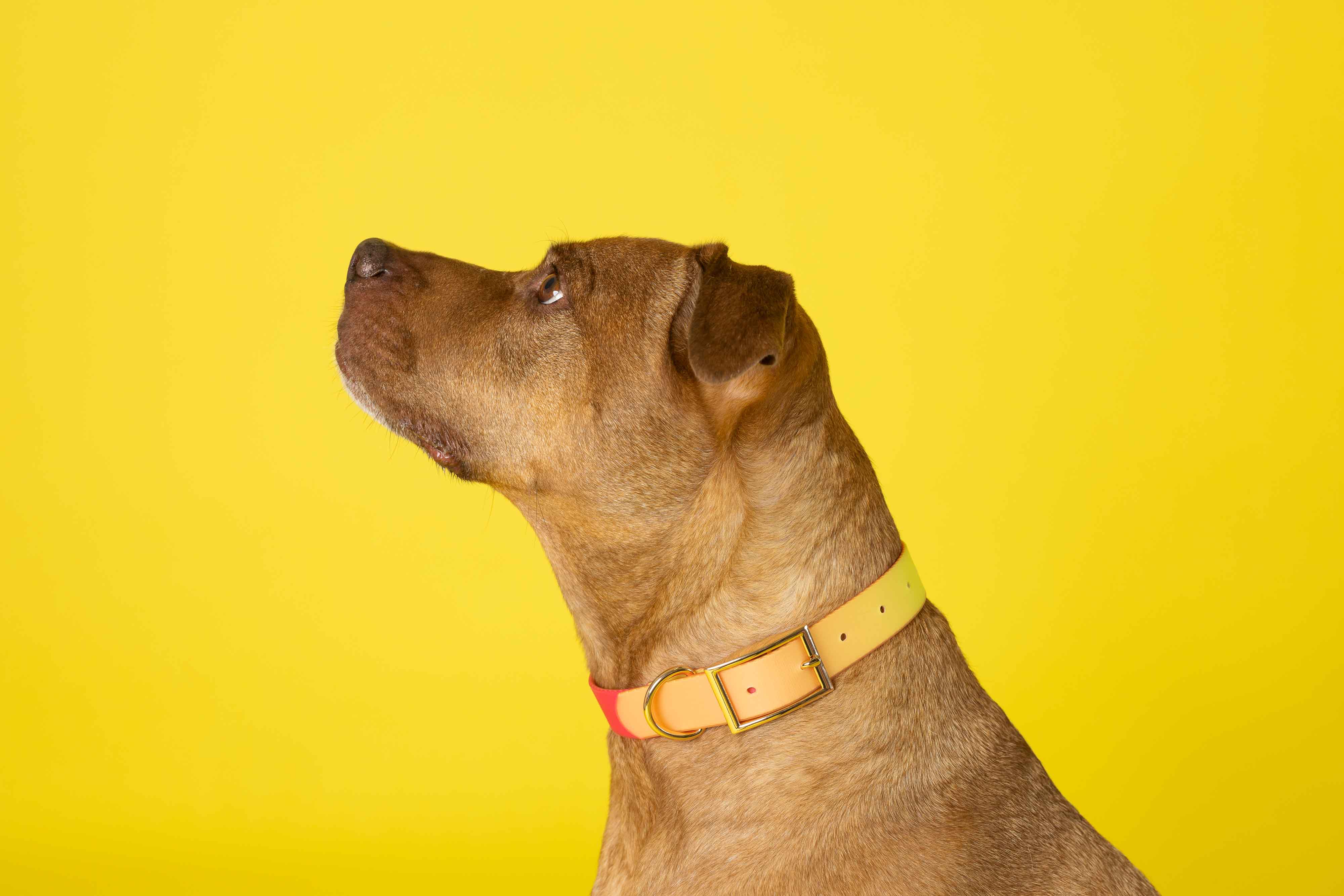 Katelin Dog Collar