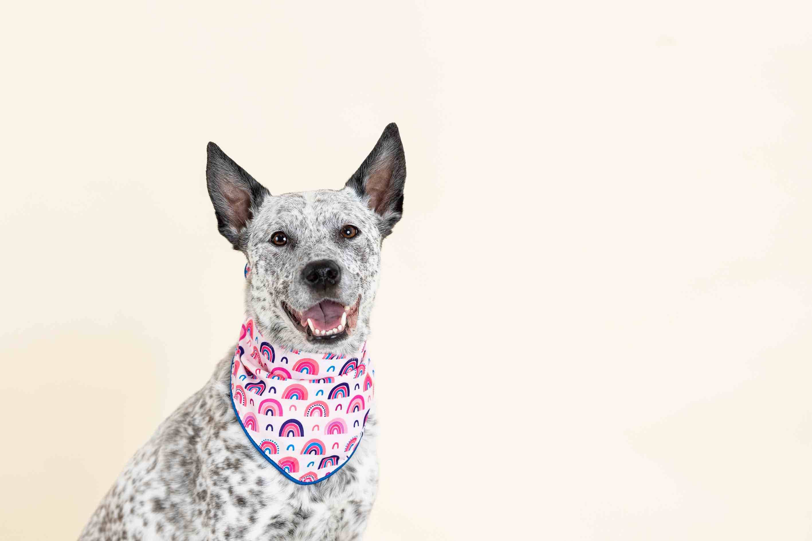 Clarke Dog Bandana | Pink Papyrus