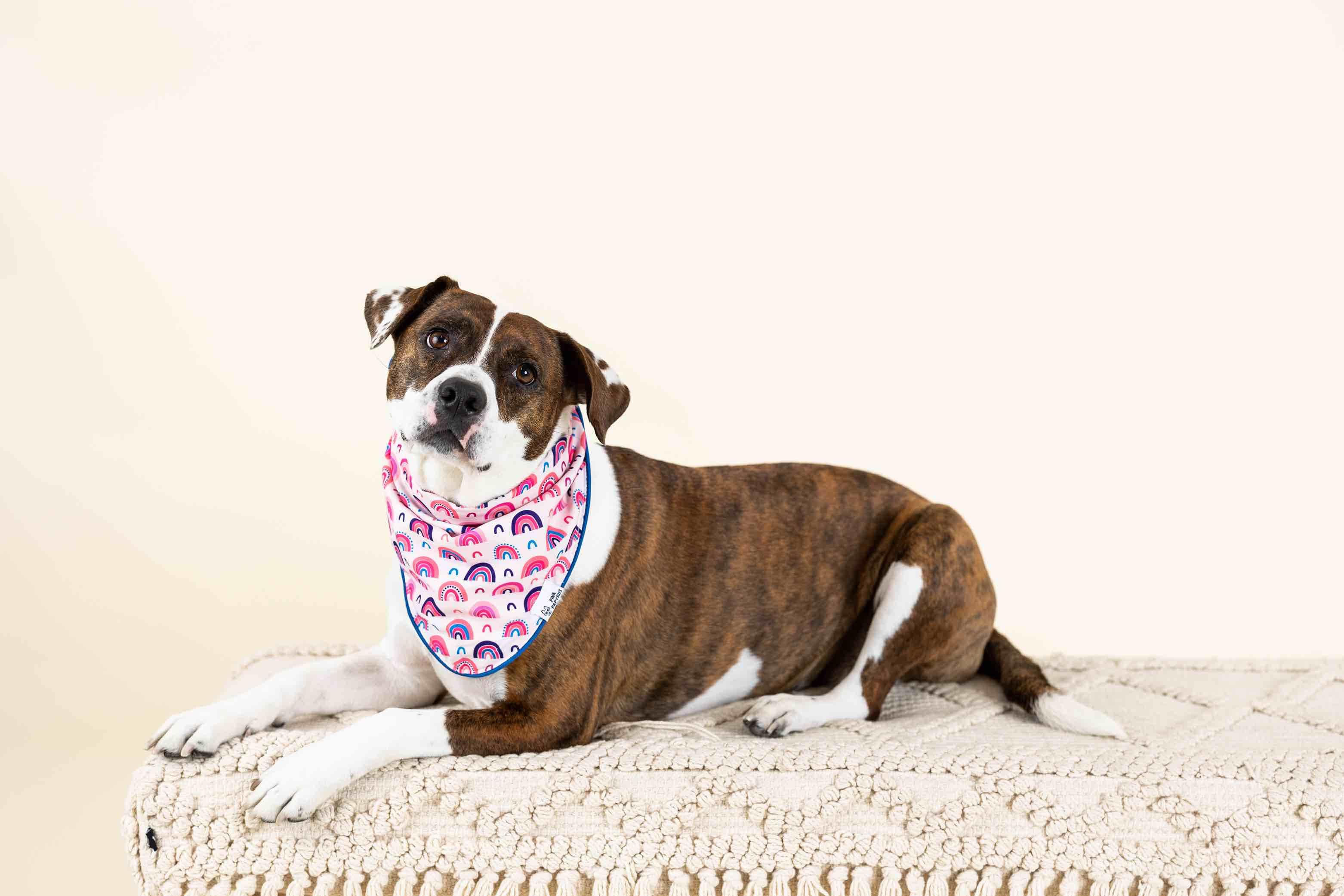 Clarke Dog Bandana | Pink Papyrus