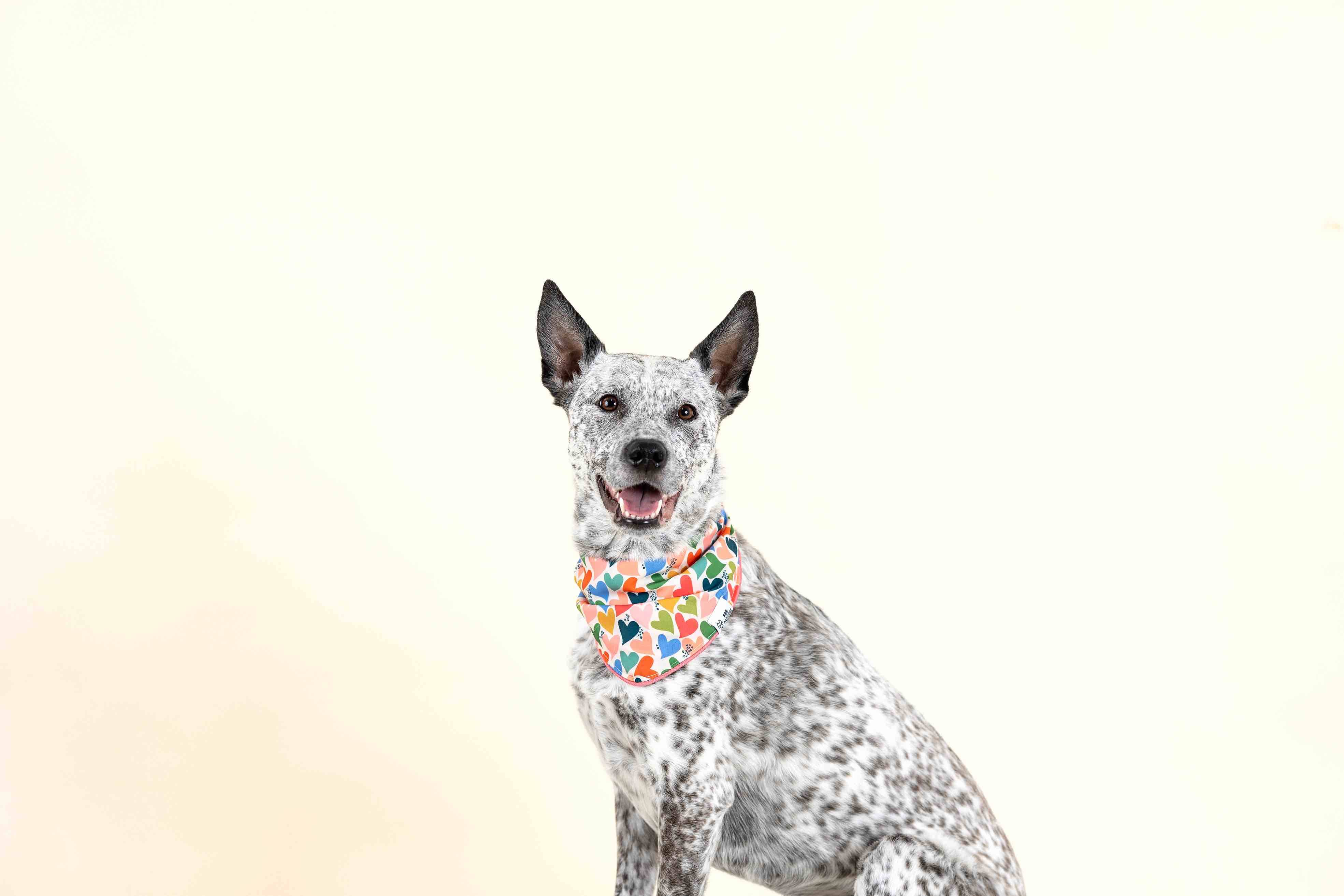 Amelia Dog Bandana | Pink Papyrus