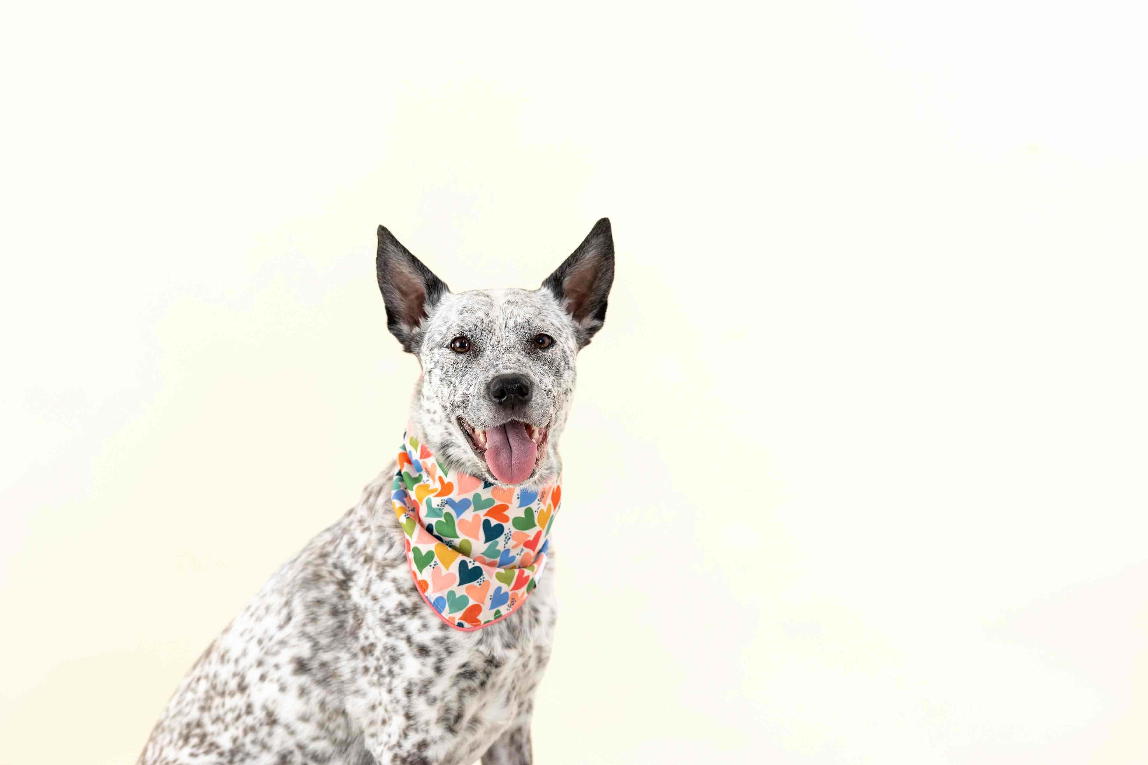 Amelia Dog Bandana | Pink Papyrus