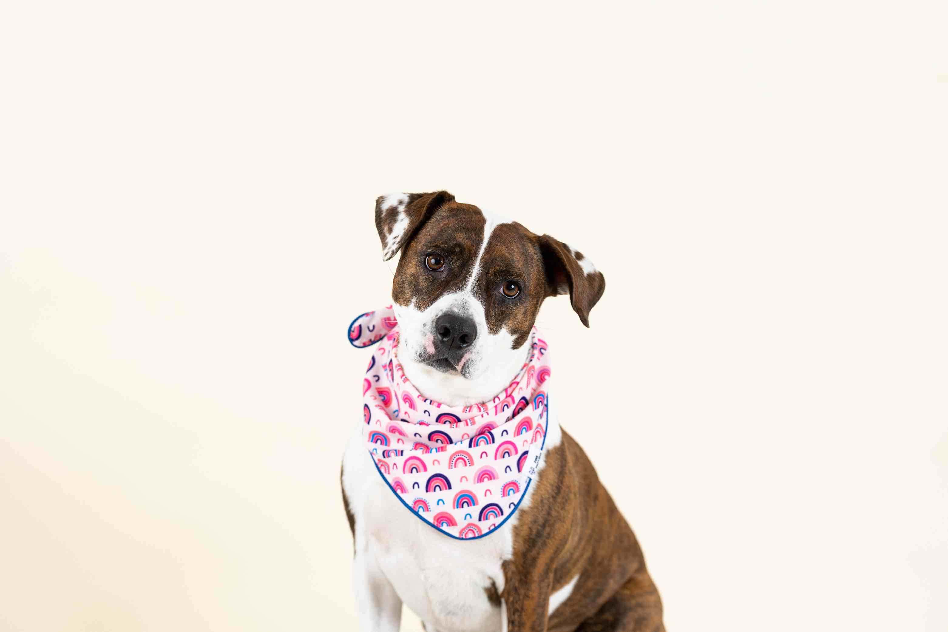 Clarke Dog Bandana | Pink Papyrus