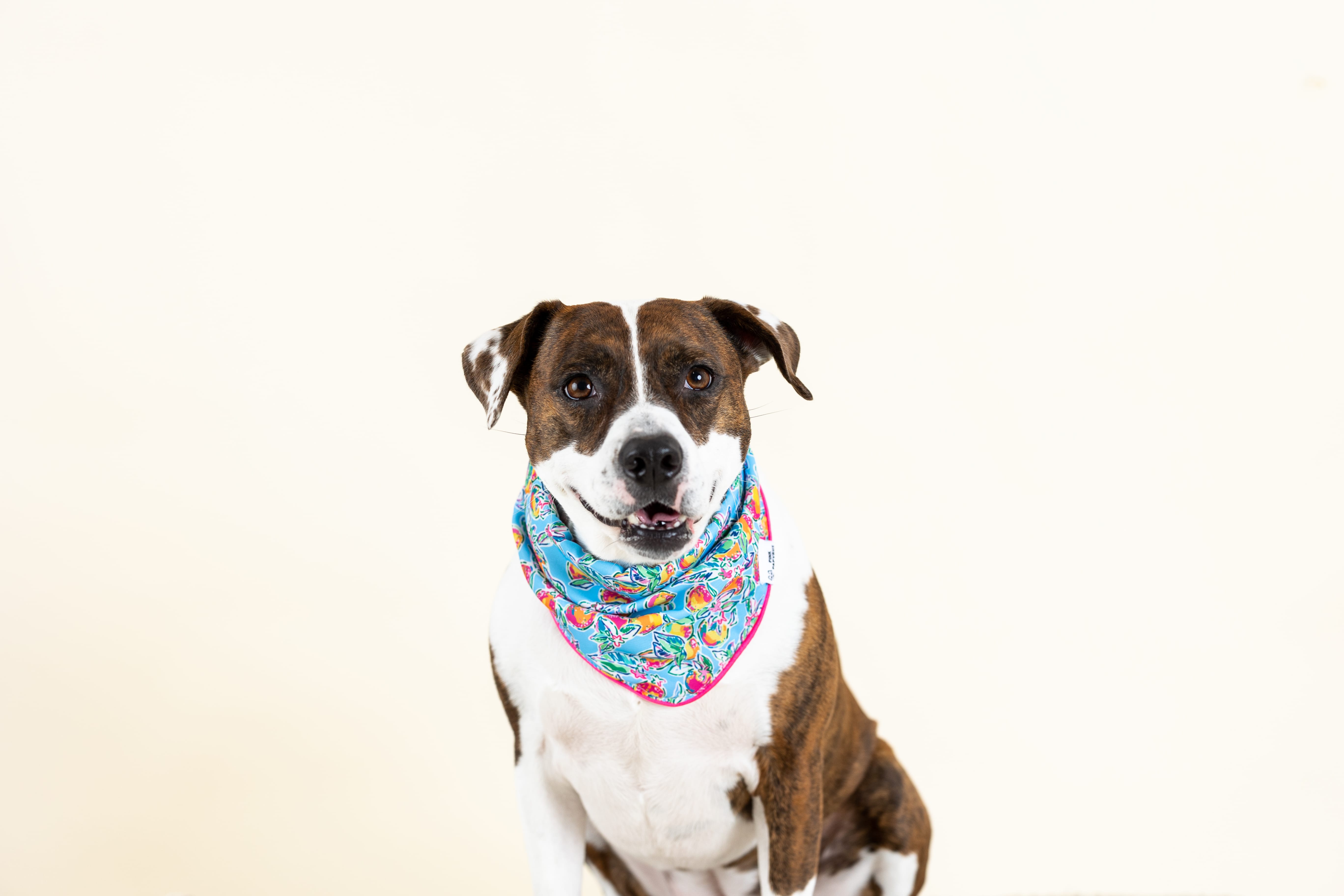 Tillie Dog Bandana | Pink Papyrus