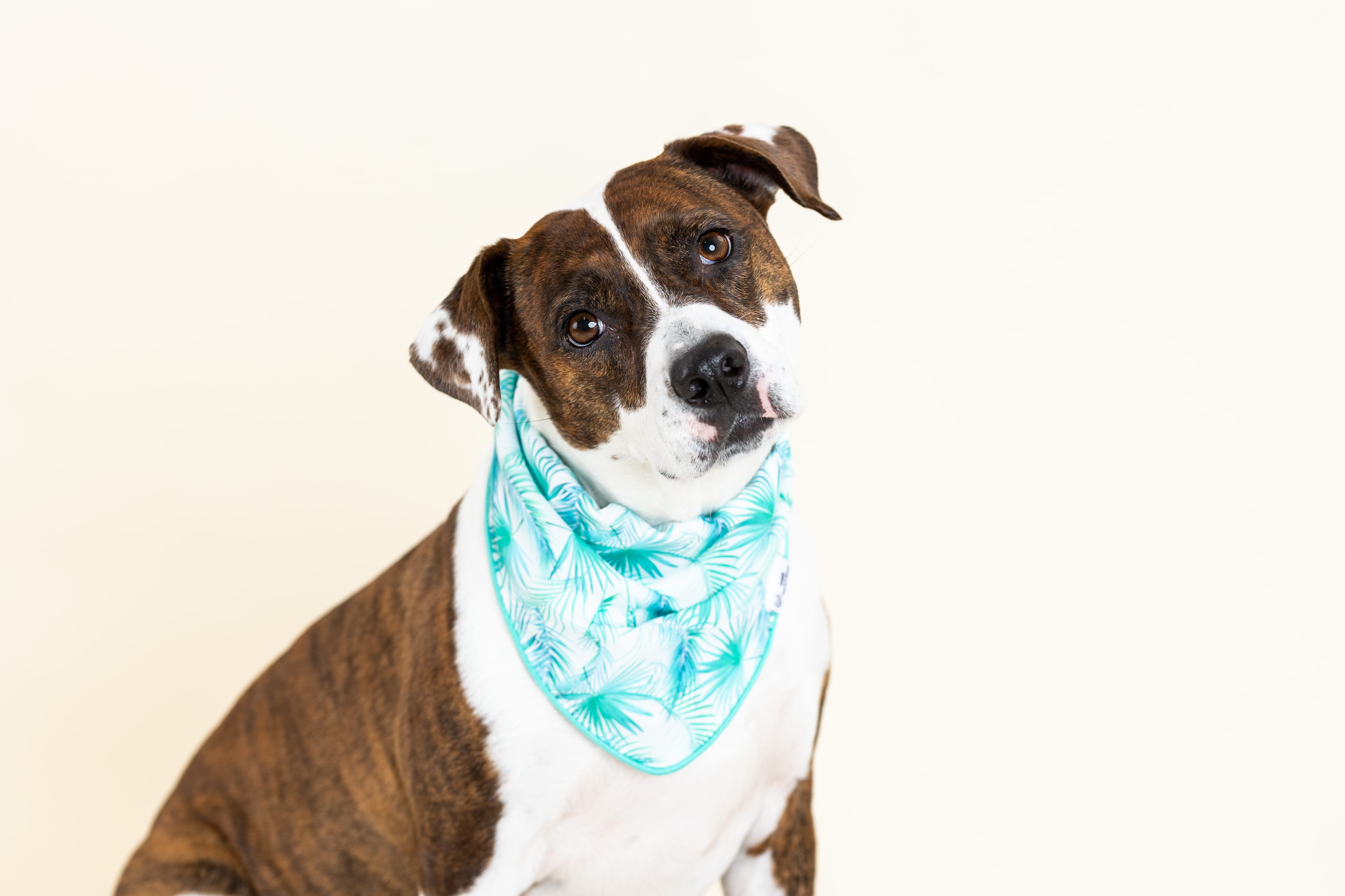 Capri Dog Bandana | Pink Papyrus